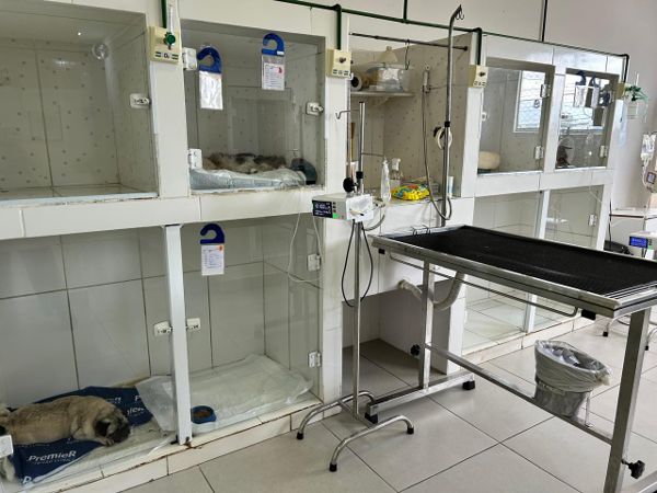Internação cães
