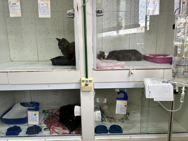 Internação felinos